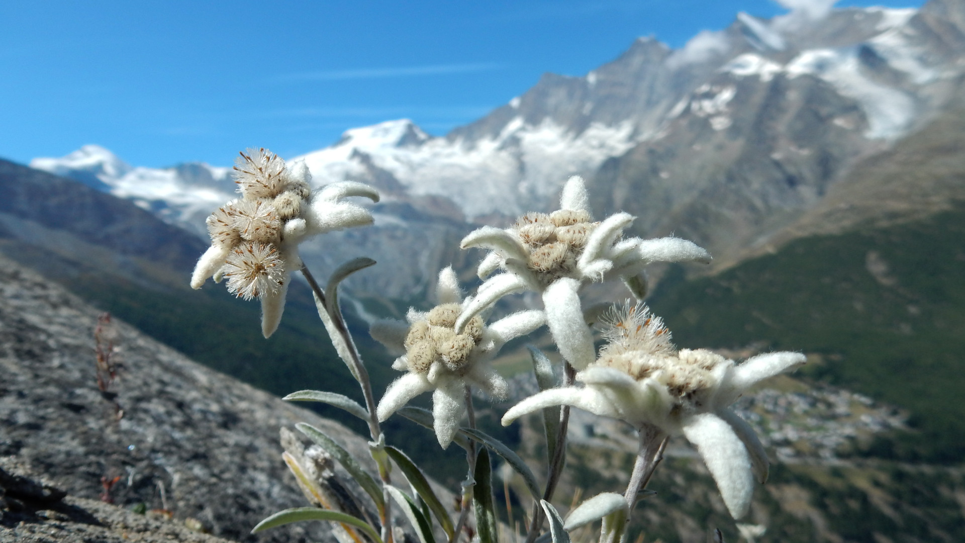 Edelweiss