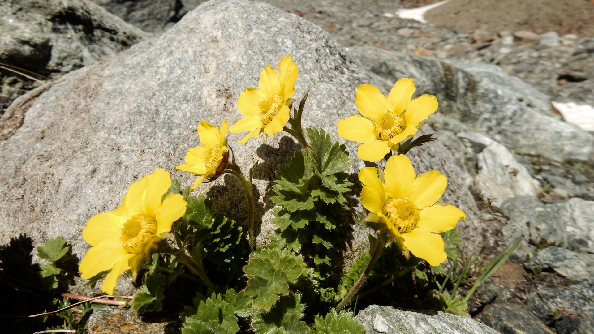 Kriechende Nelkenwurz