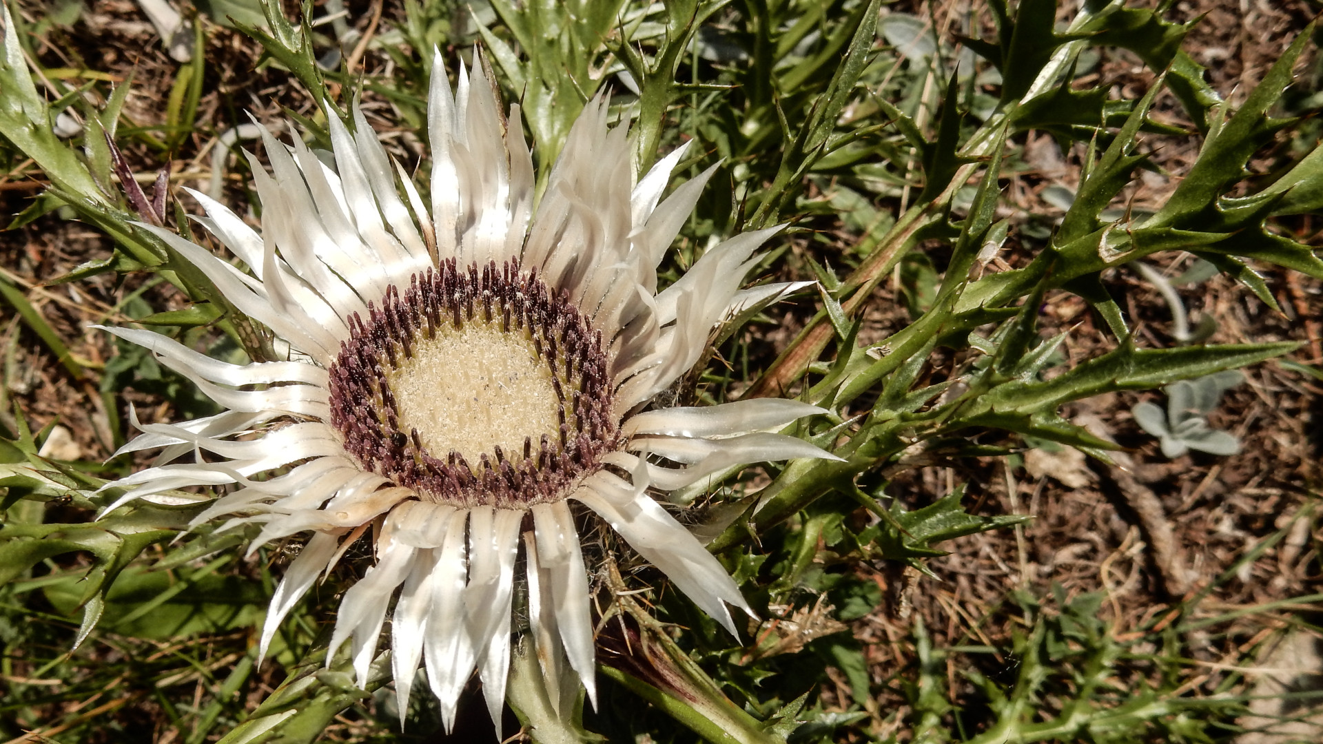 Silberdistel