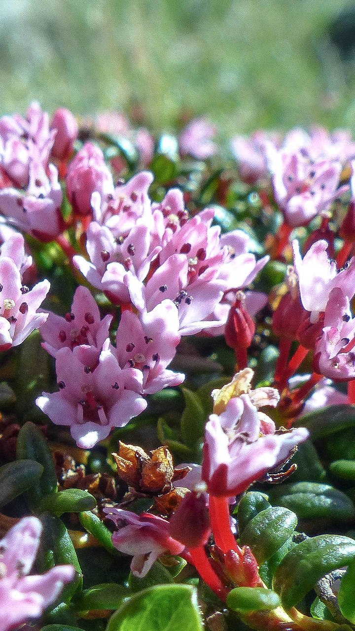 Alpen Azalee Smartphone