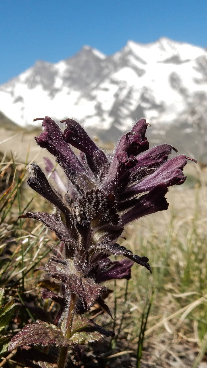 Alpen Trauerblume Smartphone