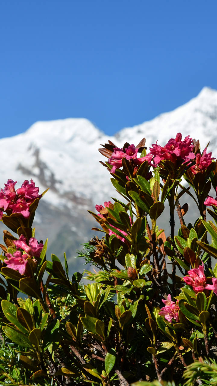 Rostblättrige Alpenrose Smartphone