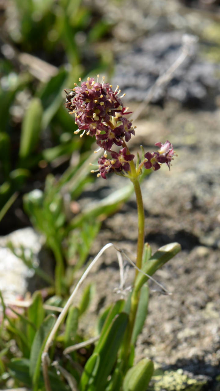 Keltischer Baldrian Smartphone