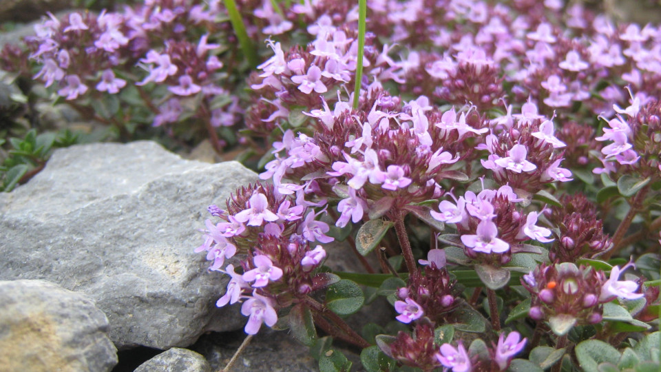 Alpen Thymian