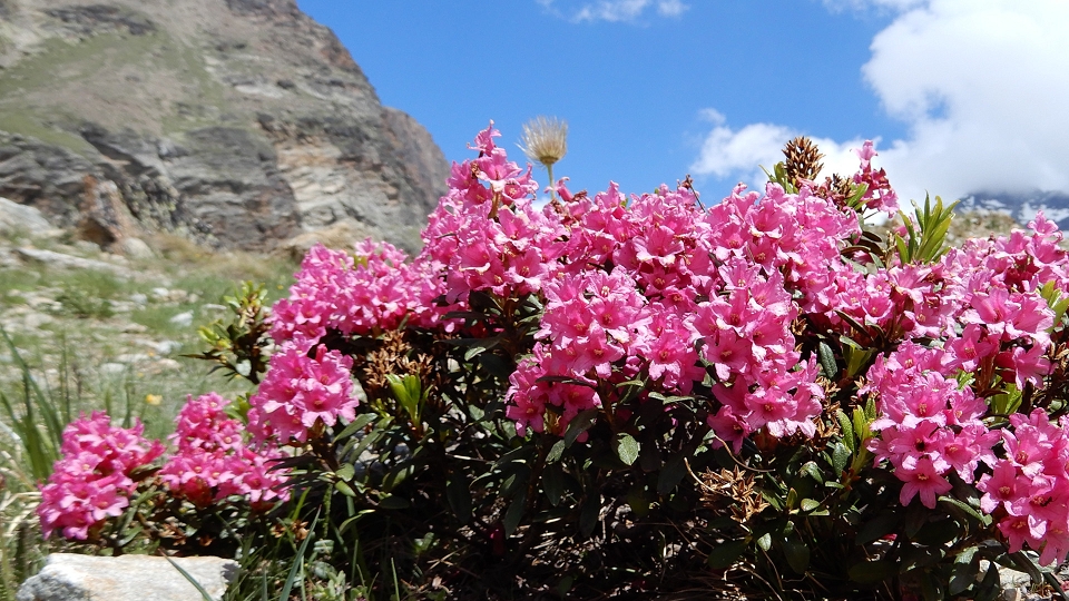 Alpenrose