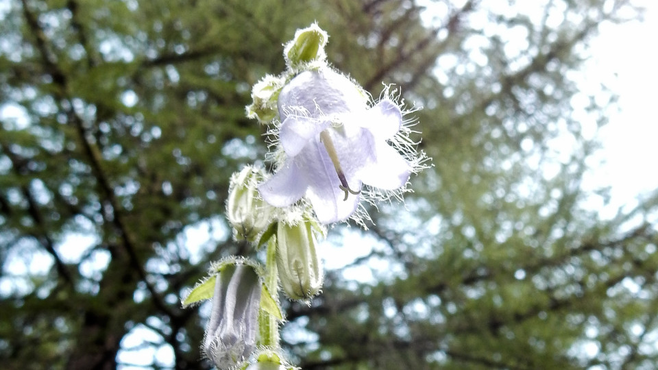 Baertige Glockenblume