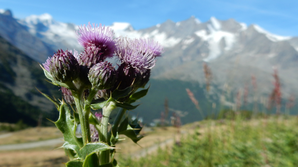 Berg Distel